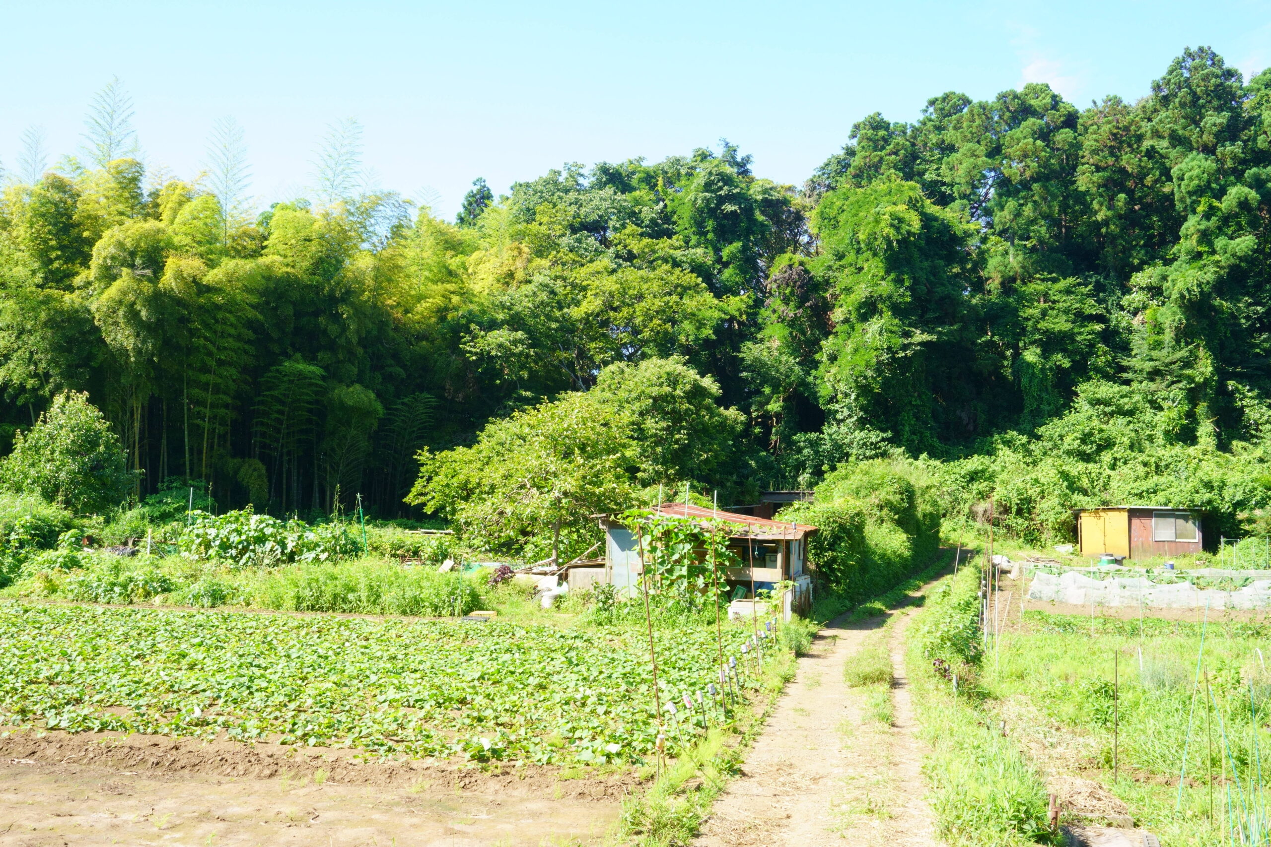 You will come to a field. Take the first footpath to the right.